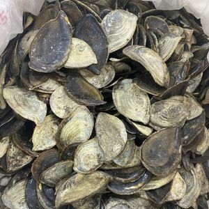 Très demandé : Coquille d'opercule de Murex pour brûler des encens et des cérémonies spirituelles, récolte propre, approvisionnement fiable à l'exportation 2026 - Product Image 3