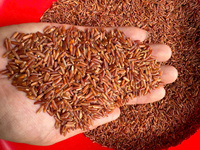 Arroz Jazmín de Grano Largo y Textura Dura de Vietnam, Rojo, 5% Seco, Sin OMG, Personalización de Empaque, Venta al por Mayor, Fabricante 2026, Excelente