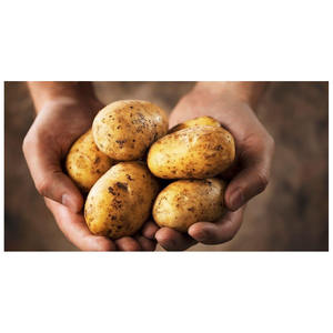 high quality cheap price professional export wholesalers <b>fresh</b> <b>potato</b> for sale Vegetable <b>Fresh</b> <b>Potato</b> <b>Fresh</b> <b>potatoes</b> - Product Image 4