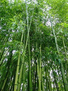Eco Friendly Bamboo <b>Cup</b> Reusable Handmade Natural Bamboo Drinkware <b>Plastic</b> Free Green Living Product Best Price Custom <b>Drink</b> <b>Cup</b> - Product Image 4