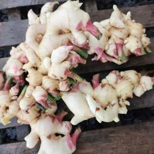 รากขิงอ่อนพรีเมียมและรากหอมสดจากเวียดนาม ยี่ห้อ TINIMEX สำหรับส่งออก - Product Image 2
