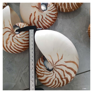 Concha de Nautilus Brillante para Decoración de Interiores, Diseño de Acuarios y Suministros para Manualidades, con Distribución de Exportación - Product Image 1