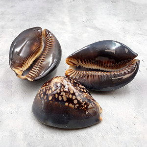 Décor sur le thème côtier, coquillages de haute qualité, coquilles de cauris, vente en gros de coquilles de cauris - Product Image 4