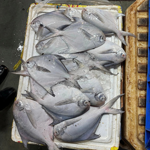 New Season UK Origin Frozen Silver Pomfret White Pomfret with Size 80-100-150-200g - Product Image 5