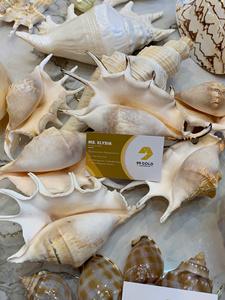 Mezcla de Conchas Decorativas: Concha Reina, Tritón, Murex Manzana, Tulipán Verdadero, Cauri, Concha Cebra, Concha Arca, Concha de Vieira. Conchas Superiores de Vietnam, Venta al por Mayor de Fábrica. - Product Image 2