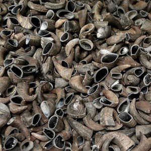 Alimento Natural para Perros de Cuerno de Búfalo, para Masticadores Fuertes, a Precio de Mayoreo - Product Image 2