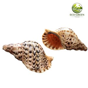 เวียดนามส่งออกเปลือกหอยทรัมเป็ตทริทันธรรมชาติสำหรับตกแต่งชายฝั่ง ของตกแต่งตู้ปลา ขายส่งจำนวนมาก - Product Image 2