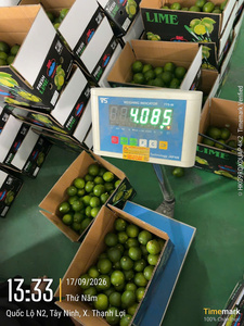 Limón Verde Premium Sin Semillas Tamaños S M L |   Exportación de limas frescas a granel desde Vietnam - Product Image 2