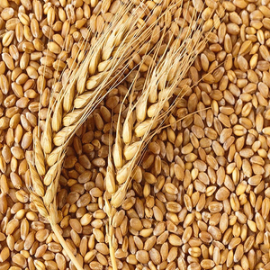 Granos de Trigo Blando de Primera Calidad para Exportación al por Mayor, Grado Alimenticio Premium, Disponibilidad Inmediata para Compradores Globales - Product Image 6