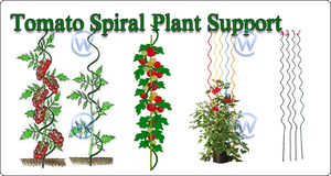 Galvanized Tomato Spirals Wire - Product Image 2