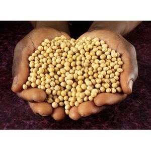 Carga de Soja Común Seca de Calidad Verificada con Clasificación Natural, Empacada para Importadores, Suministro Internacional de Exportación - Product Image 3