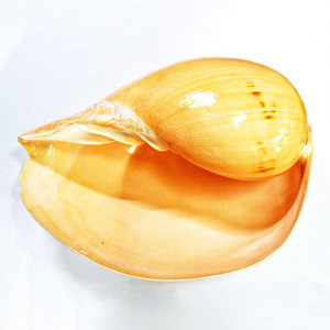 Conchas marinas al por mayor, conchas naturales de la mejor calidad, seleccionadas a mano, decoración para acuarios. - Product Image 1