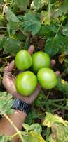 Graines hybrides de tomates Moon Star REVO F1, pureté 99,9 %, origine Pakistan, germination 90 %, durée de conservation 2 ans, fruit ovale