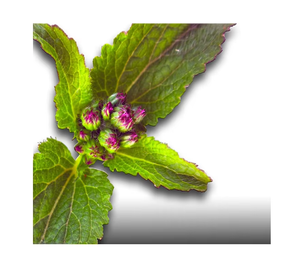 Huile Essentielle de Menthe Poivrée Biologique de Qualité Thérapeutique 1kg, Huile Pure de Mentha Arvensis Issue de Graines Brutes pour Cheveux, Peau et Diffuseur - Product Image 6