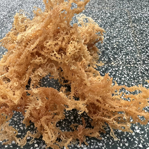 สาหร่ายทะเลแห้ง ไอริชมอส วัตถุดิบจากเวียดนาม ผู้ผลิต โรงงานขายส่ง ส่งออกจำนวนมาก - Product Image 1