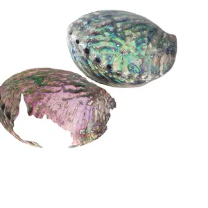 Abalone Shell blue polished /Wholesale Polished Abalone Shell Jewelry