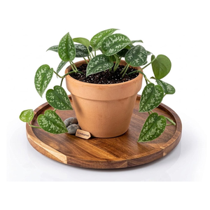 Soucoupe ronde en bois d'acacia naturel rustique, plateau de récupération d'eau pour plantes d'intérieur, prix de gros du Vietnam - Product Image 4