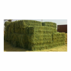 Vente en gros de foin d'herbe de Rhodes de qualité supérieure, approvisionnement en vrac, livraison rapide - Product Image 1