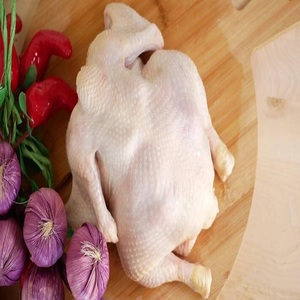 Pollo Entero Congelado, Proceso de Congelación IQF, Calidad Premium, Envasado al Vacío, Caffeinated Royal Trading, Mejor Precio, 24 Meses de Duración - Product Image 5