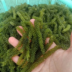 Meilleur Prix Raisins de Mer Déshydratés Vente en Gros Algues Séchées Vietnam 2026 - Product Image 1