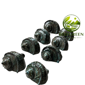 Conchas Marinas Pulimentadas a Granel para Decoración del Hogar, Tiendas con Temática de Playa, Diseñadores de Interiores y Proyectos Hoteleros - Product Image 3