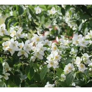Absolue de Jasmin Grandiflorum en vrac pour fabricants – Qualité parfumerie fine |   Fournisseur d'exportation en gros Inde - Product Image 4