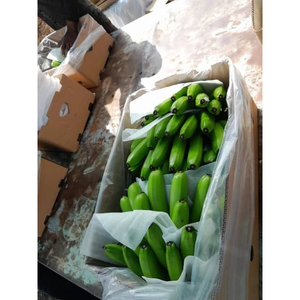 Bananes Cavendish vertes de qualité supérieure, fraîches, qualité export, brutes, pour la cuisson, la friture, les chips et la fourniture en gros à l'international - Product Image 3