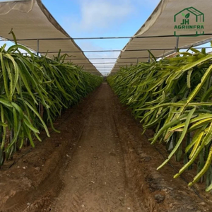 Sistema de Ensetrado para Frutales de Pitahaya con Estructura de Malla de Sombra para Cultivo de Alta Densidad en Huertos y Configuración de Cultivo Protegido - Product Image 6