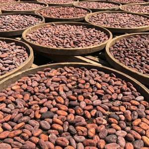 Compre Granos de Cacao Secos en Bolsas de 50 kg, Granos de Cacao Orgánicos Tostados, Granos de Cacao Crudos Secados al Sol, Disponibles Ahora en Stock - Product Image 2