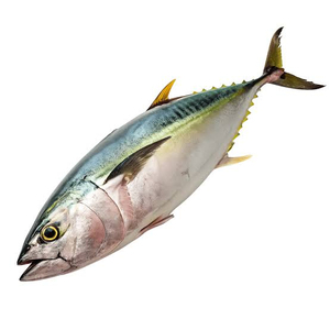 Offre Spéciale : Thon Fin Jaune Congelé de Qualité Supérieure – Vente en Gros, Qualité Alimentaire, Stock Prêt, Meilleure Qualité pour l'Exportation - Product Image 4