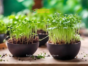Macetas Premium de Cáscara de Coco |   Macetas Hechas a Mano Naturales para Flores, Hierbas y Decoración de Jardín Interior y Exterior |   Eco2go Vietnam - Product Image 6