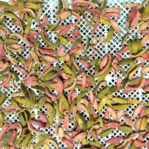 กัววาสีชมพูธรรมชาติอบแห้ง ผลิตภัณฑ์จากเวียดนาม ผลไม้เขตร้อนแบบดอง เนื้อนุ่ม เหมาะสำหรับใช้เป็นวัตถุเจือปนในขนมหวาน - Product Image 1