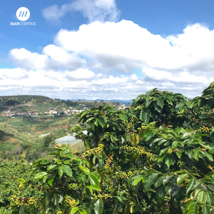 Café de Alta Calidad de Vietnam, 100% Robusta Premium, Granos Tostados en Bolsas - Product Image 4