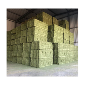 Foin d'herbe de Rhodes de qualité supérieure aliments pour animaux séchés du Pakistan double balles compressées pour la consommation de porcs, de bovins et de chevaux - Product Image 4