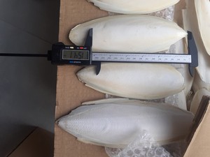 Hueso de Sepia Limpio y Seco, Materia Prima para la Industria Farmacéutica y Cosmética, Fuente Natural de Carbonato de Calcio a Granel - Product Image 3