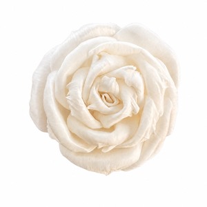 ROSE VADEE Flores de Madera Sostenibles de Sola, Tamaño 8-8.5cm, Hechas a Mano, Venta al por Mayor, Fragancia para el Hogar, Varillas de Sesbania, Diseño Hermoso - Product Image 1