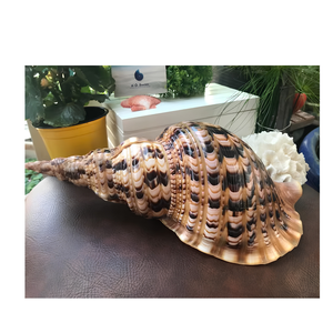 Cascos de Concha de Mar Natural Grandes de Vietnam |   PATRÓN ÚNICO Y ACABADO PULIDO PARA MANUALIDADES, DECORACIÓN COSTERA Y COLECCIÓN - Product Image 5