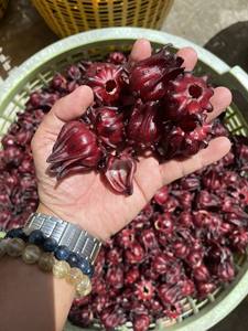 Flor de Hibisco Seca Natural de Fábrica de Vietnam para Té de Hierbas, Venta al por Mayor a Granel - Product Image 2