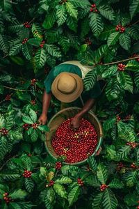 Café Instantáneo HANCOFFEE en Bolsa para Adelgazar, Mezcla de Robusta y Arábica, Sabor Suave, Envasado a Granel OEM/ODM - Muestra Gratis - Product Image 3