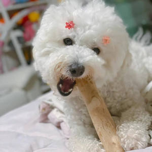 Juguete Masticable para Perros de Madera Plástica Ecológica 2023, Interactivo, Sin Químicos, Hecho en Vietnam HOANG LINH SG - Product Image 1