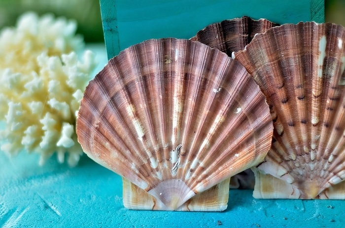 Coquillage mexicain plat (Taille : 12 cm - 13 cm)