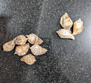 เปลือกหอยจำนวนมากสำหรับตกแต่งงานอีเว้นท์และอุปกรณ์จัดปาร์ตี้ - Product Image 4