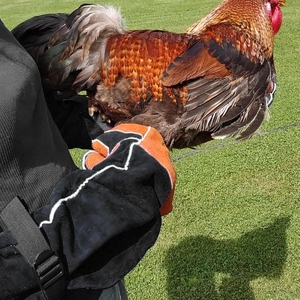 Guantes de Soldadura de Cuero Reforzado, Resistentes a la Abrasión, de Larga Duración, para Trabajo Pesado y Protección contra Incendios - Product Image 5