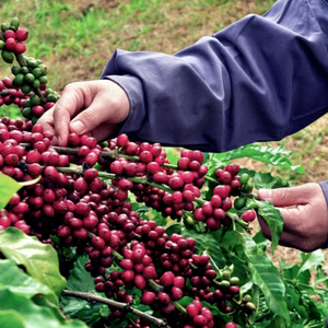 Bulk Export Supply of Vietnamese Green <b>Robusta</b> <b>Coffee</b> <b>Beans</b> | Natural Unroasted Seeds | OEM/ODM Customization - Product Image 3