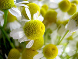 Aceite esencial puro de grado terapéutico de manzanilla orgánica a granel para el cuidado de la piel, aromaterapia, Etiqueta Privada, precio al por mayor - Product Image 4