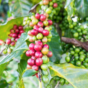 Wholesale Vietnam <b>Robusta</b> <b>Coffee</b> <b>Beans</b> – Bulk Natural Green Unroasted Seeds OEM ODM Export Supply, 12% Moisture Grade - Product Image 5