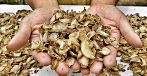 Tranches de gingembre séchées naturelles de haute qualité, sans conservateurs - Product Image 6