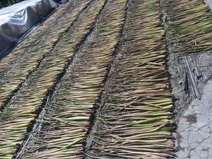 เชือกผักตบชวาถักคุณภาพสูง เชือกธรรมชาติจากเวียดนาม สำหรับงานหัตถกรรม ผลิตภัณฑ์ทอ และอุปกรณ์ตกแต่งภายใน - Product Image 5