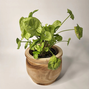 Pot de fleurs en bois de manguier de la plus haute qualité, fait main, pour intérieur, design élégant, finition naturelle, accent de décoration pour la maison, au prix le plus bas - Product Image 5