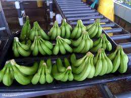 กล้วยสดพรีเมี่ยมของเวียดนาม: รับประกันคุณภาพในราคาที่แข่งขันได้! - Product Image 6